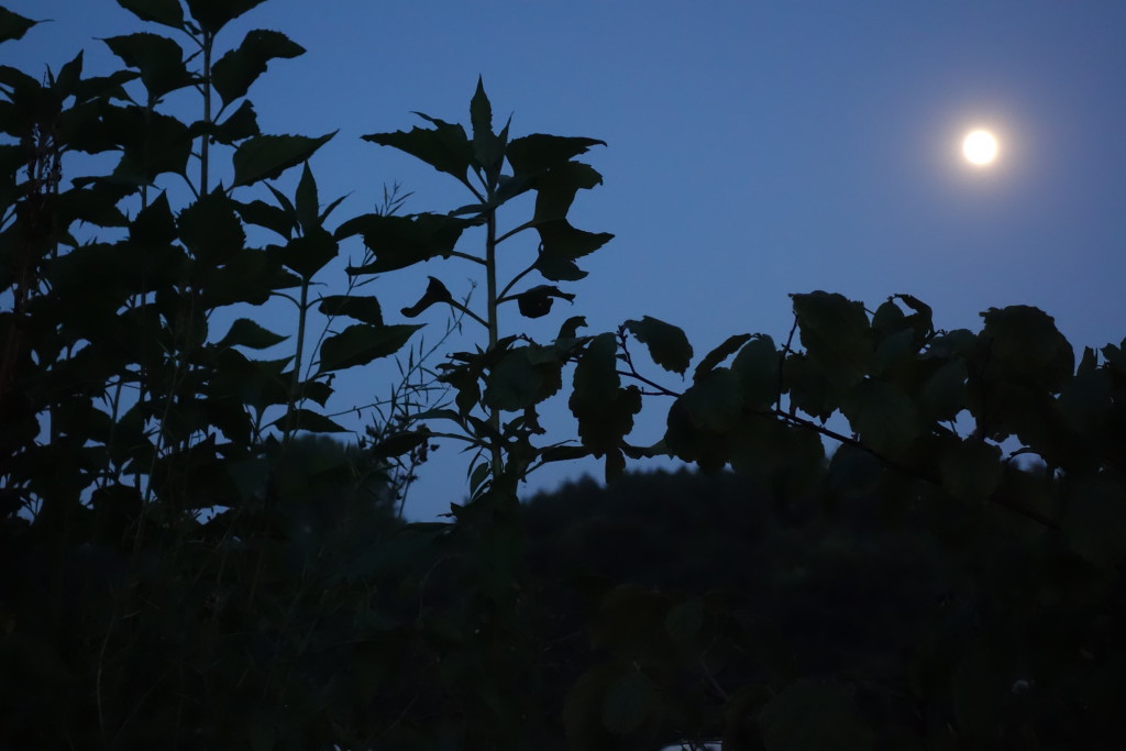Pleine lune sur végétaux dans jardin DSC01392